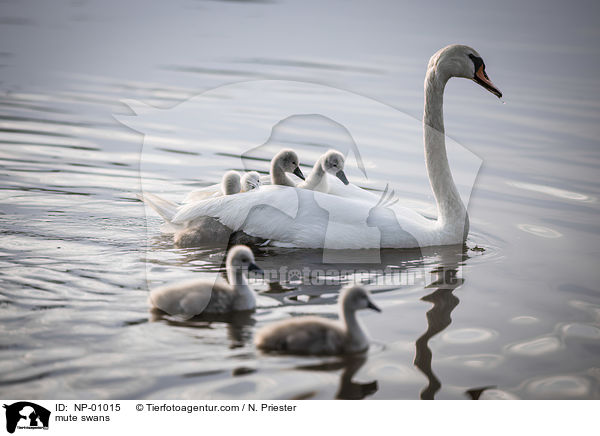mute swans / NP-01015