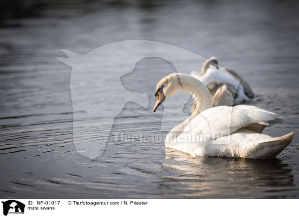 mute swans / NP-01017