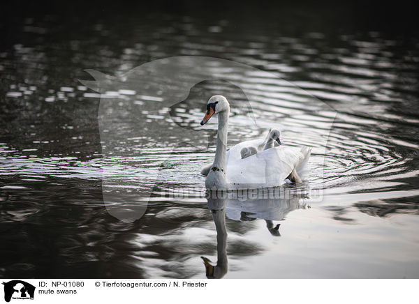 mute swans / NP-01080