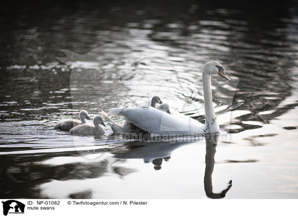 mute swans / NP-01082