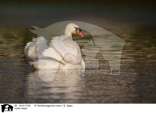 mute swan / SI-01729