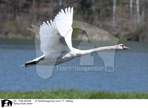 flying mute swan / THA-08789