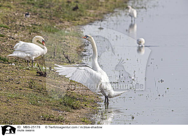 mute swans / MBS-25178