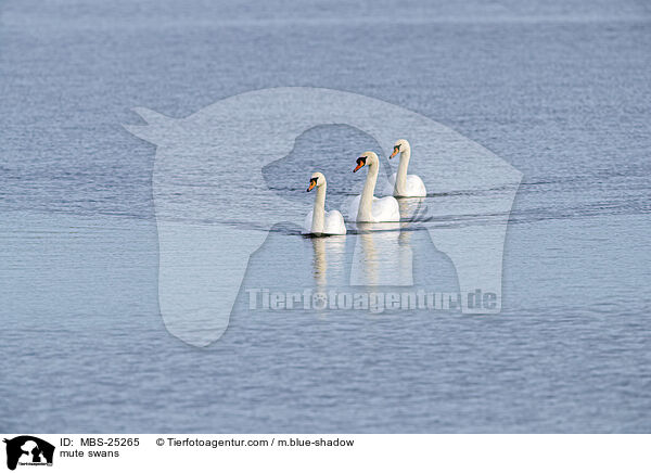 mute swans / MBS-25265