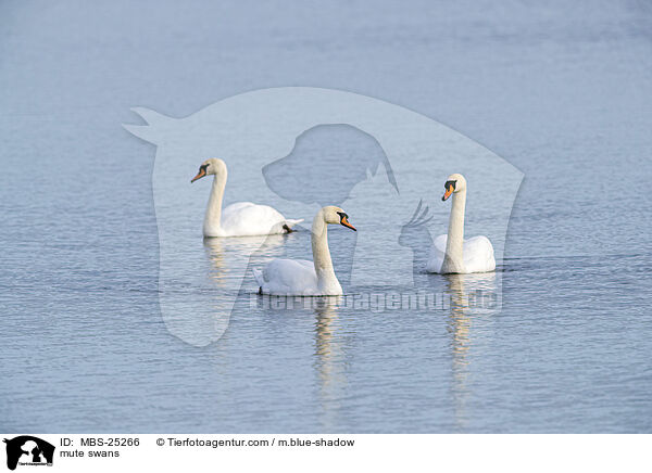 mute swans / MBS-25266