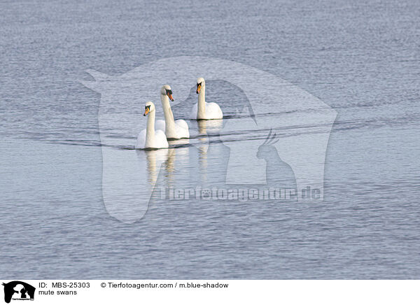 mute swans / MBS-25303