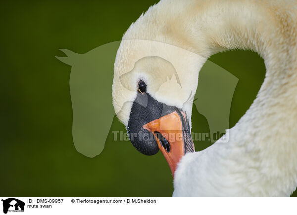 mute swan / DMS-09957