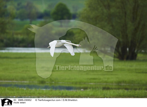 mute swan / DMS-09962