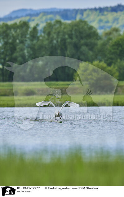 mute swan / DMS-09977