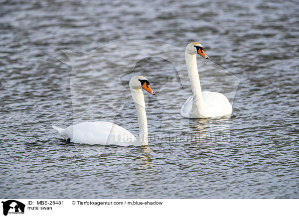 Hckerschwan / mute swan / MBS-25481