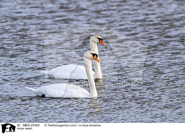 mute swan / MBS-25482