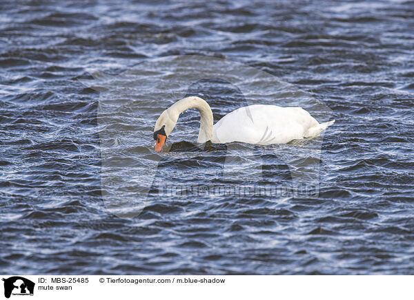 mute swan / MBS-25485