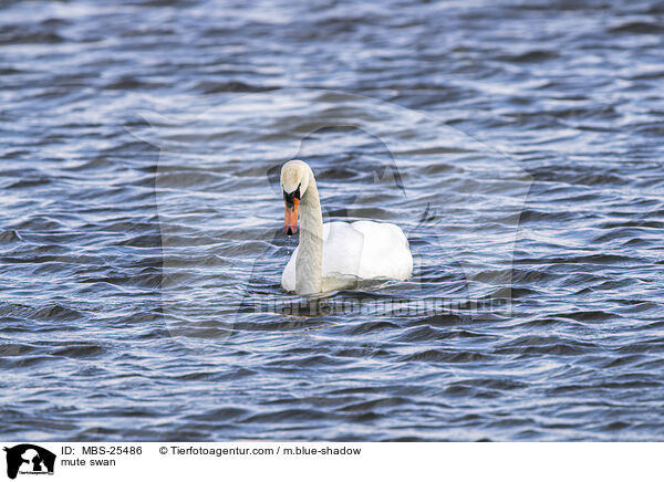 mute swan / MBS-25486