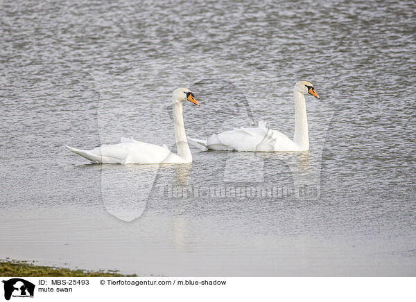 Hckerschwan / mute swan / MBS-25493