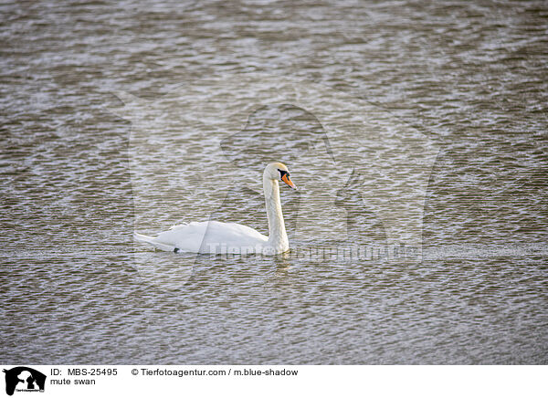 mute swan / MBS-25495