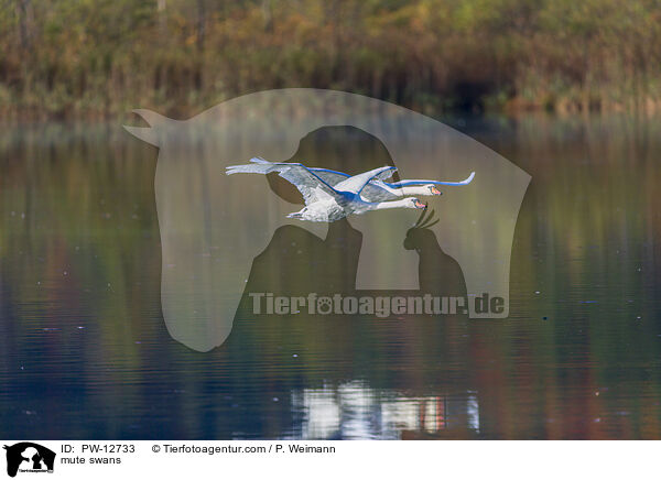 mute swans / PW-12733