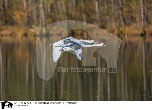 Hckerschwne / mute swans / PW-12735
