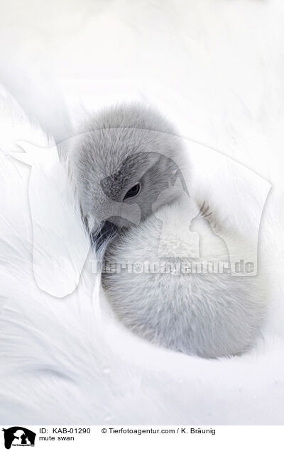 Hckerschwan / mute swan / KAB-01290