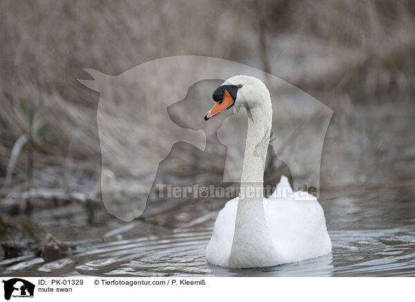 mute swan / PK-01329