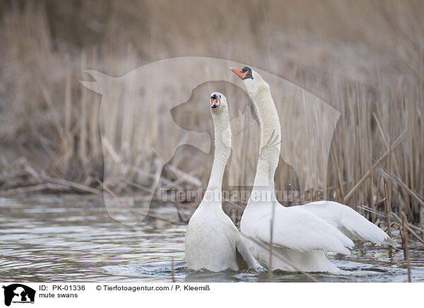 mute swans / PK-01336