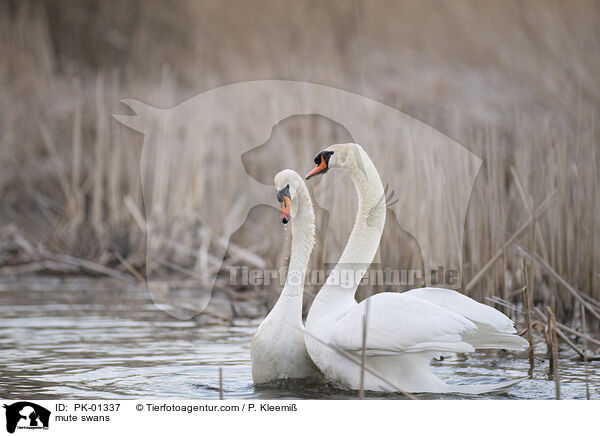 mute swans / PK-01337