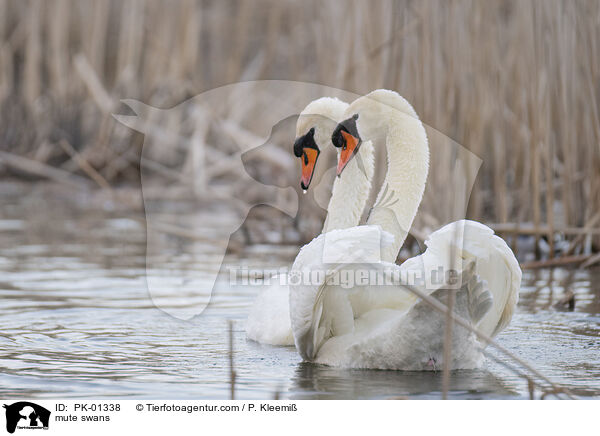 mute swans / PK-01338