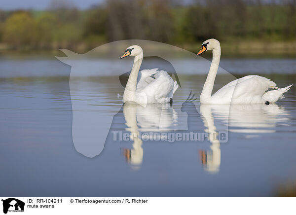 mute swans / RR-104211