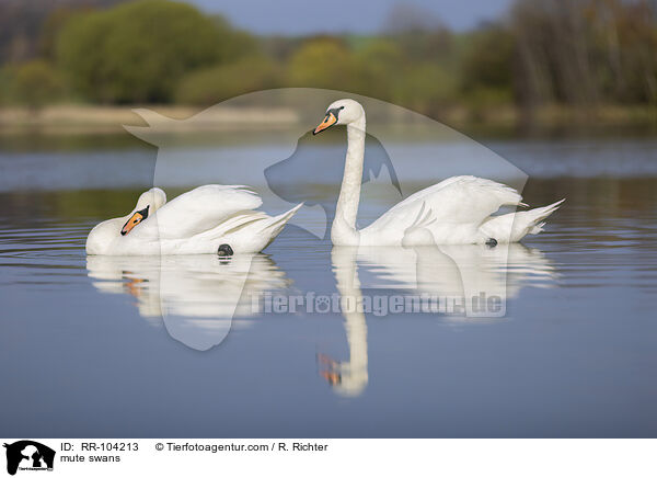 Hckerschwne / mute swans / RR-104213