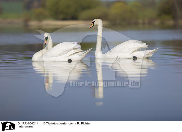 mute swans / RR-104214
