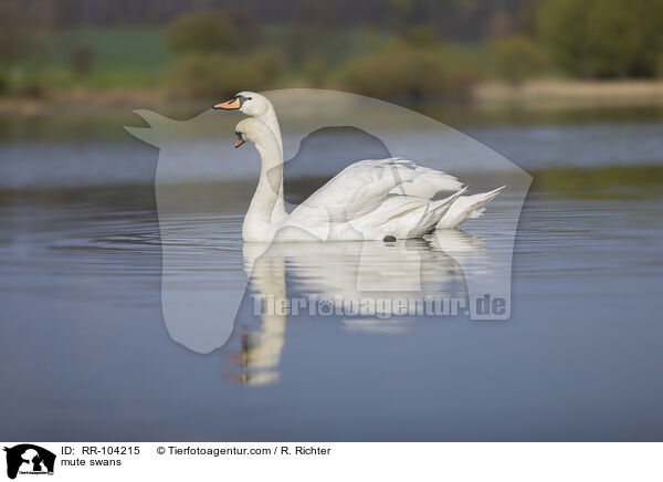 mute swans / RR-104215