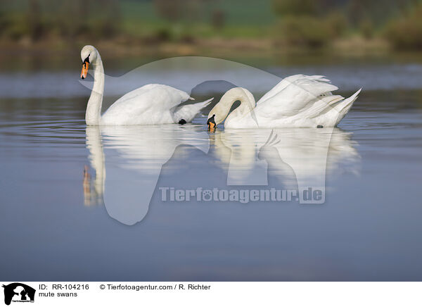 mute swans / RR-104216