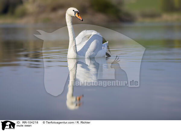 mute swan / RR-104218