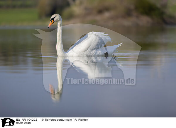 mute swan / RR-104222
