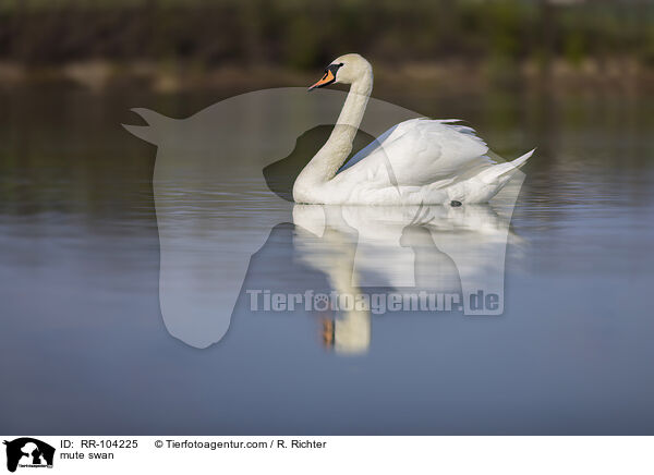 mute swan / RR-104225