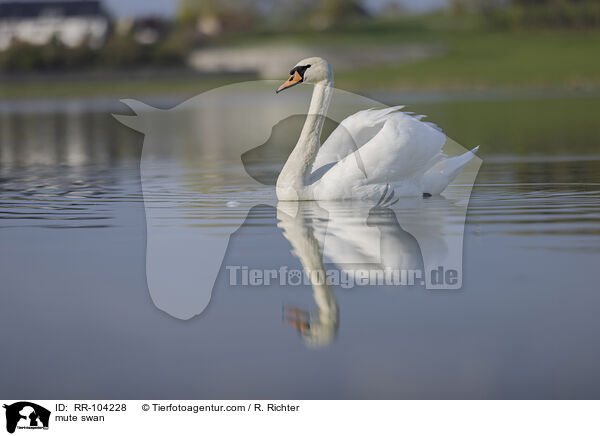 mute swan / RR-104228
