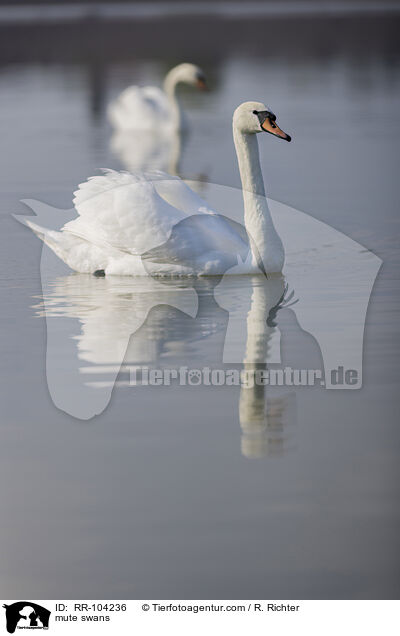 mute swans / RR-104236