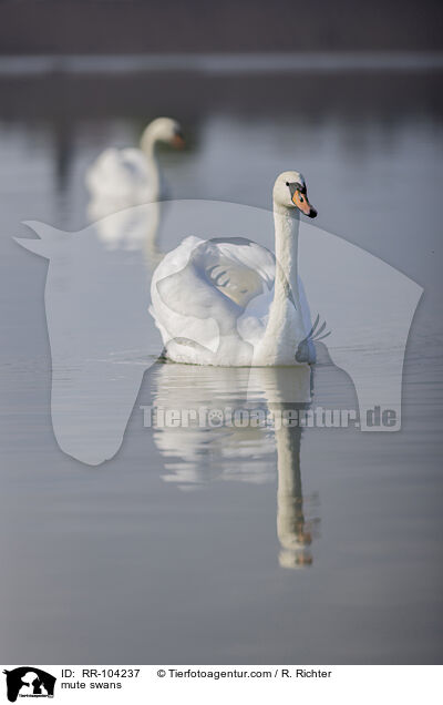 mute swans / RR-104237