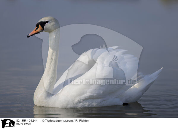 Hckerschwan / mute swan / RR-104244