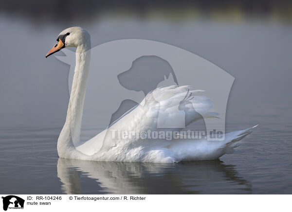 Hckerschwan / mute swan / RR-104246