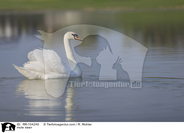 mute swan / RR-104249