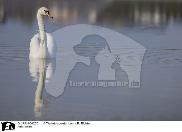 mute swan / RR-104250