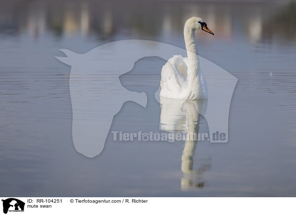 mute swan / RR-104251
