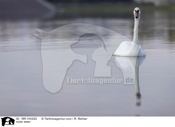 mute swan / RR-104282