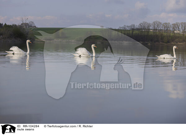 mute swans / RR-104284