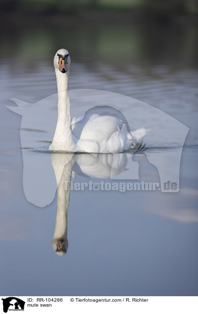 mute swan / RR-104286