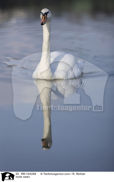 mute swan / RR-104288
