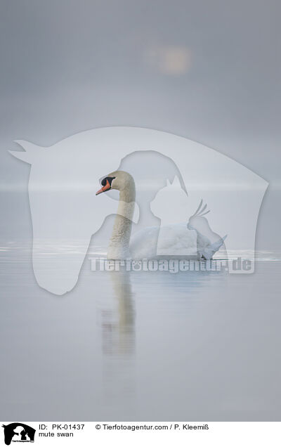 Hckerschwan / mute swan / PK-01437