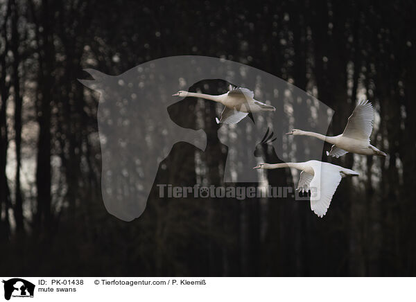 mute swans / PK-01438
