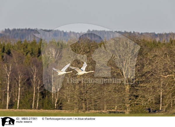 mute swans / MBS-27561