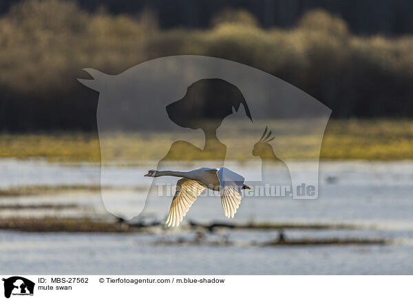 mute swan / MBS-27562